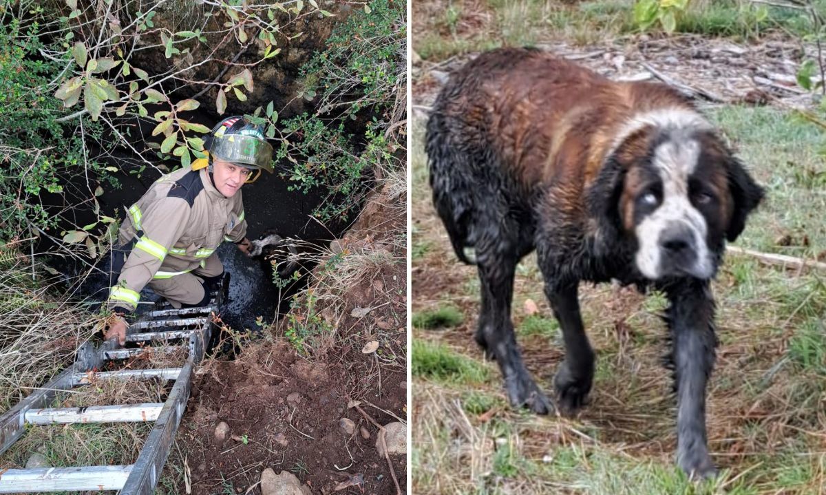 Bomberos rescata a perro San Bernardo que había caído a un pozo en Los Lagos
