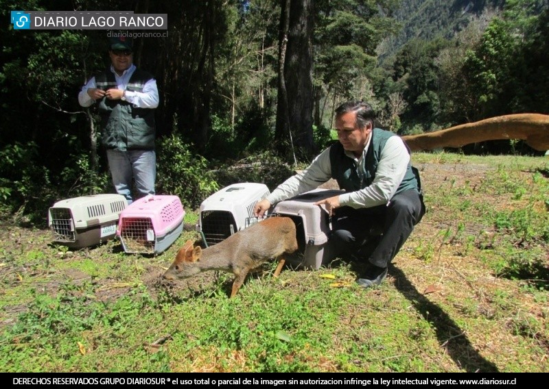 Cuatro pudúes fueron liberados en Parque Futangue en Lago Ranco