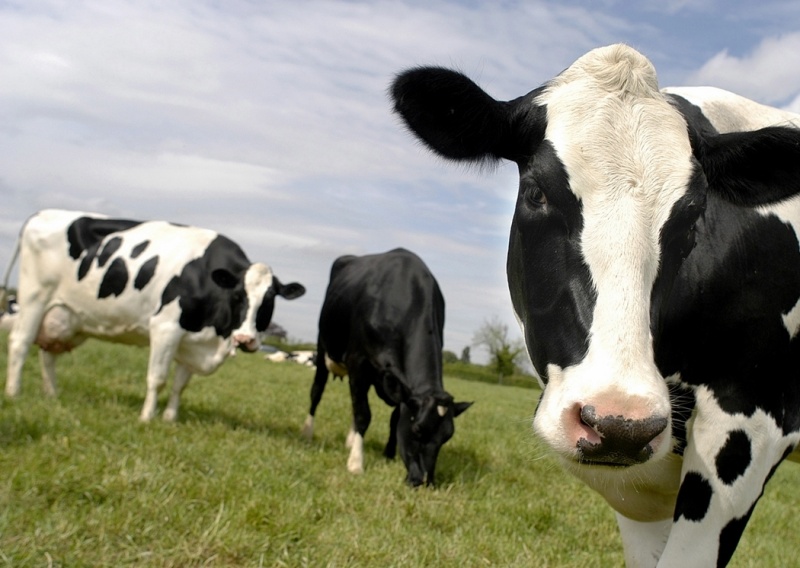 Más de 7 mil cabezas de ganado serán exportadas desde Los Lagos hasta China