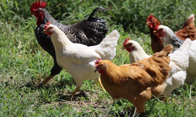 La importancia de la calidad en la industria avícola chilena: Una perspectiva de las principales empresas distribuidoras de pollo