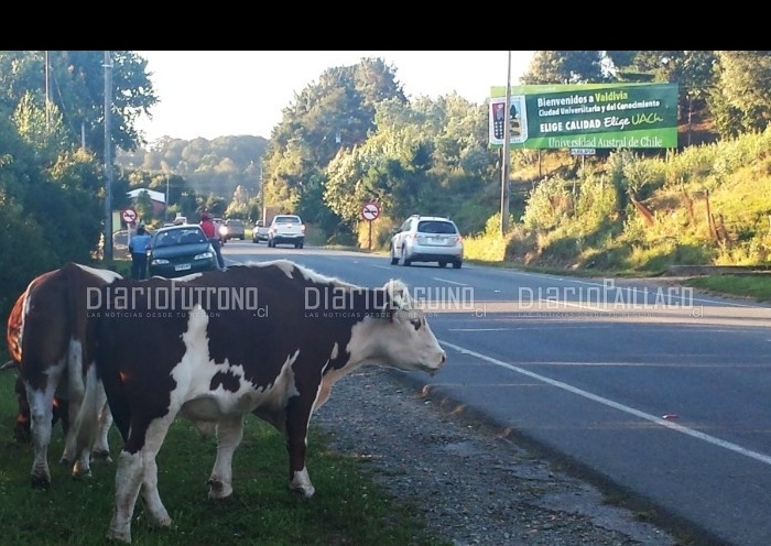 A 20 días de la tragedia, el peligro sigue vivo en la ruta Paillaco - Valdivia