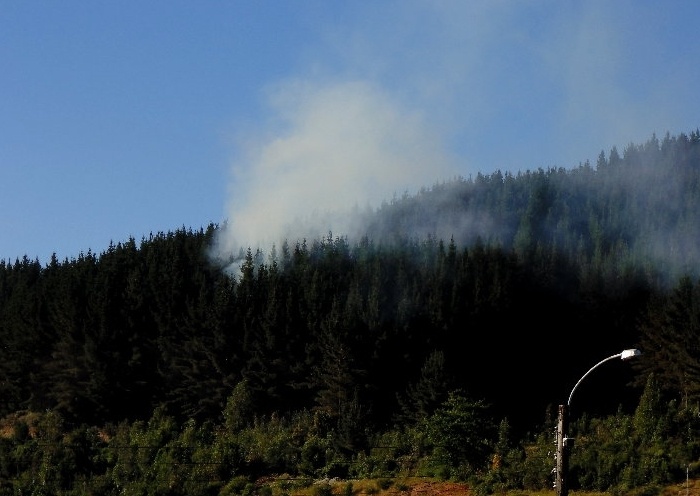 Fuego afecta plantación forestal en cerro López