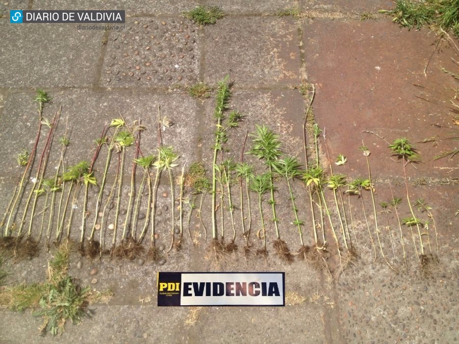 PDI sorprende a individuo cultivando 43 plantas de cannabis sativa