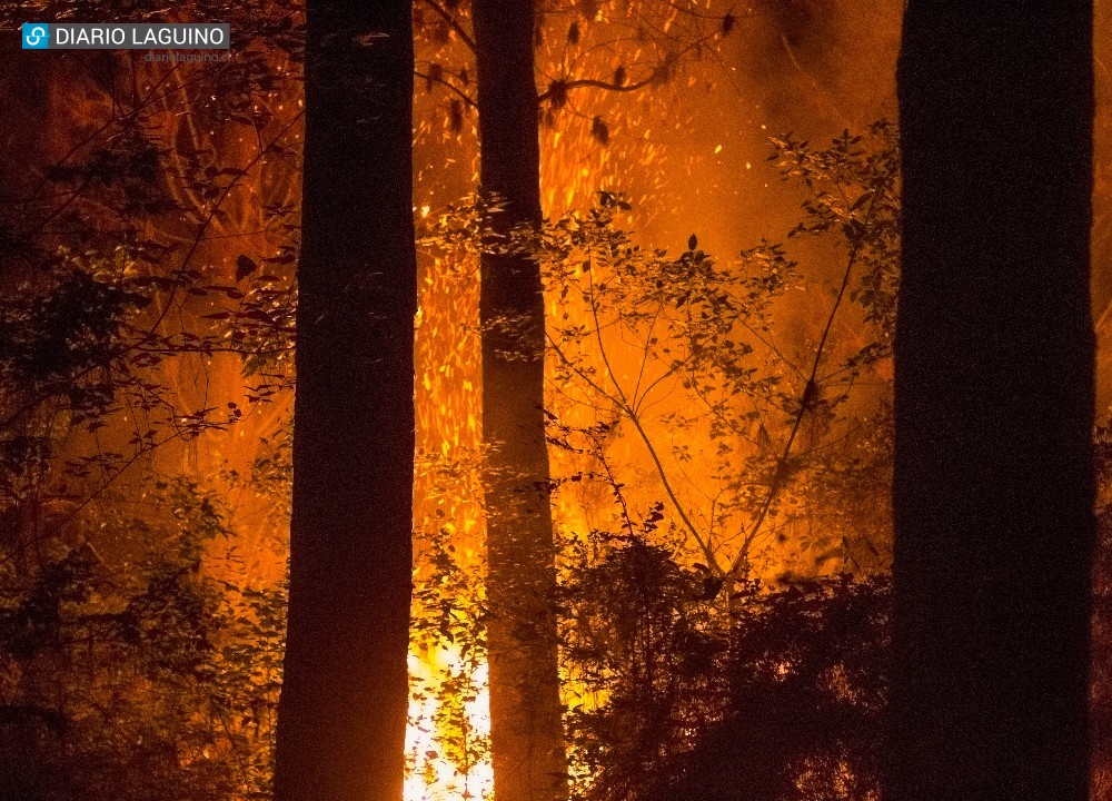 Bomberos de Los Lagos combate  cuatro focos de incendio  en plantación forestal