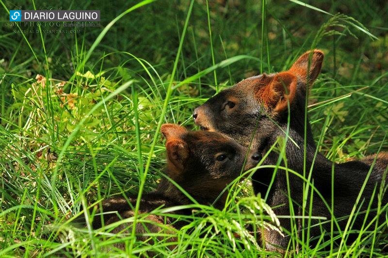 Por segundo año se celebra en Los Lagos el Día Comunal del Pudú