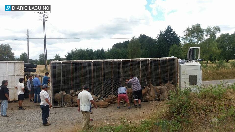 Camión cargado con ovejas volcó en el sector Aguas Buenas de Los Lagos