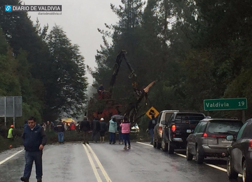 Caída de un árbol causó gran congestión en acceso sur a Valdivia
