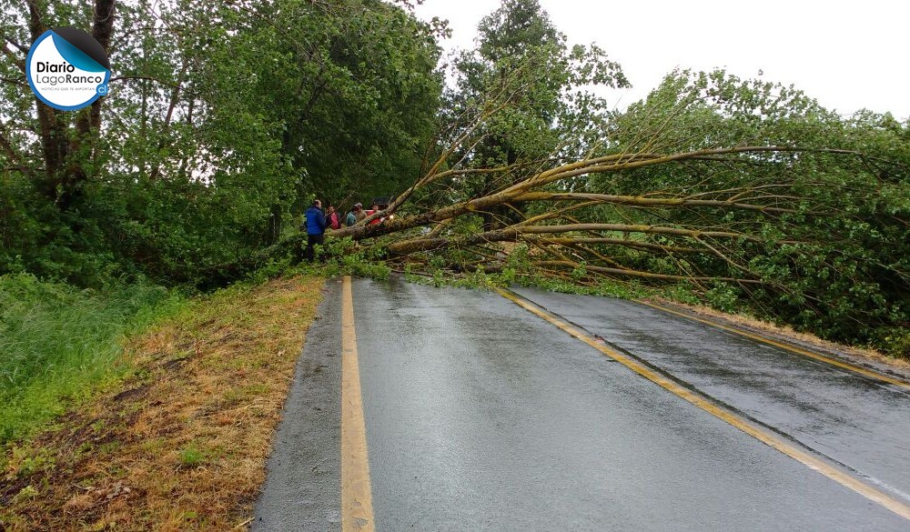 Vientos provocan caída de árbol en ruta a Lago Ranco: solicitan conducir con precaución