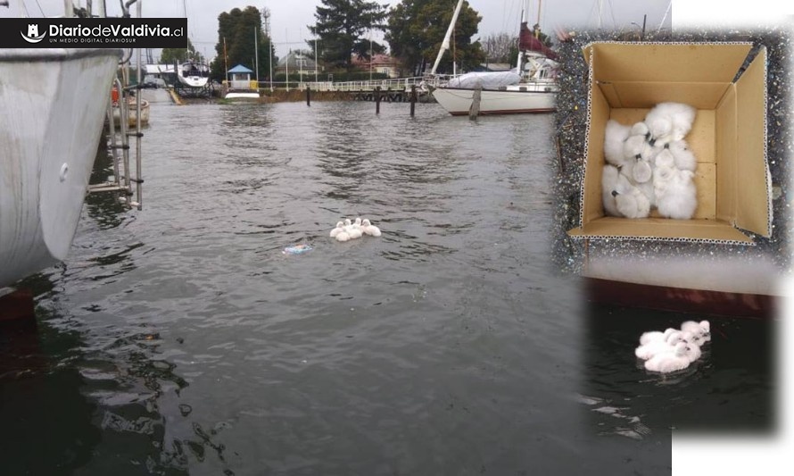 Noble gesto: Rescatan a polluelos de cisnes que eran amenazados por lobos