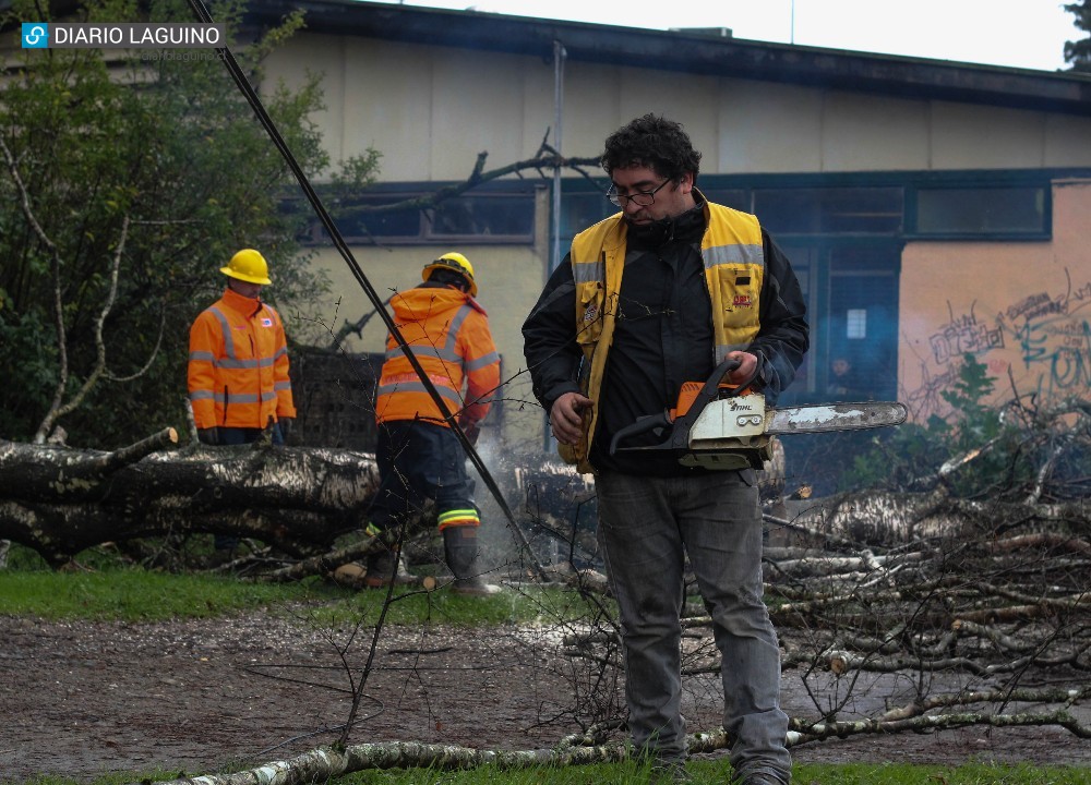 Expectación provocó caída de un árbol a metros del Hospital de Los Lagos