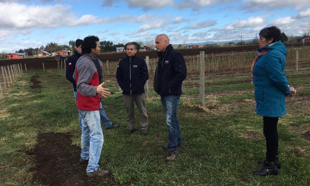 Joven agricultor de Máfil apostó por el cultivo de frambuesas