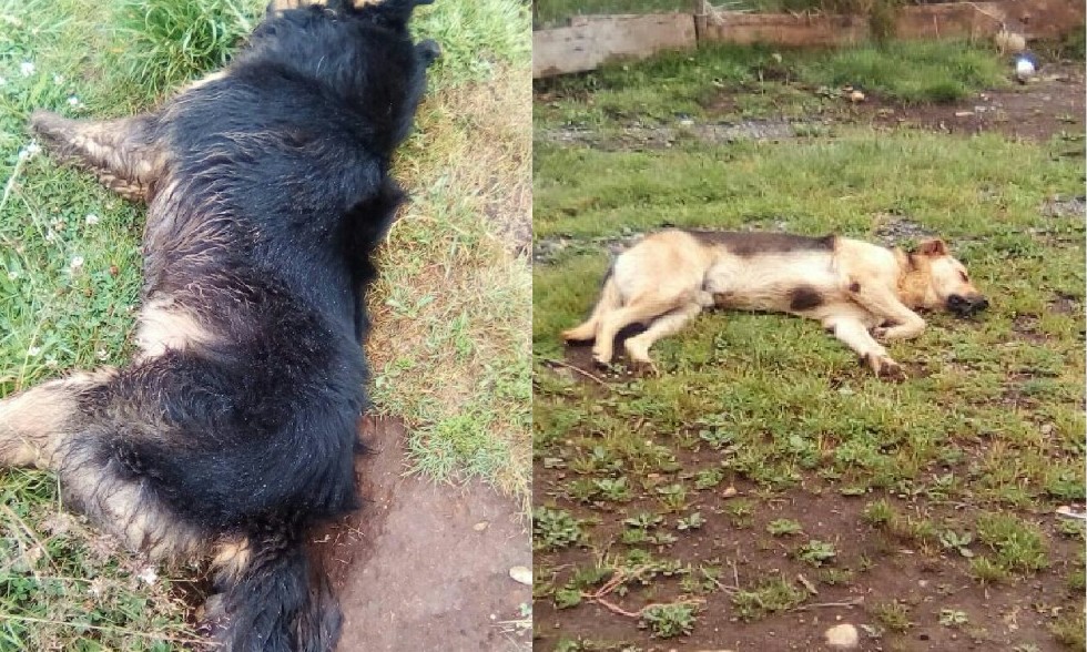 Futrono: Denuncian cruel matanza de perros en Nontuelá