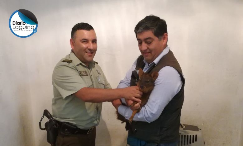 Carabineros entregaron un pudú rescatado por automovilistas al SAG en Los Lagos