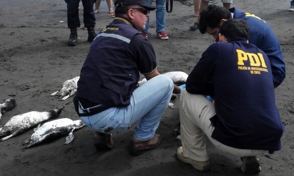 Indagan muerte de 25 pingüinos en costa de Mehuín