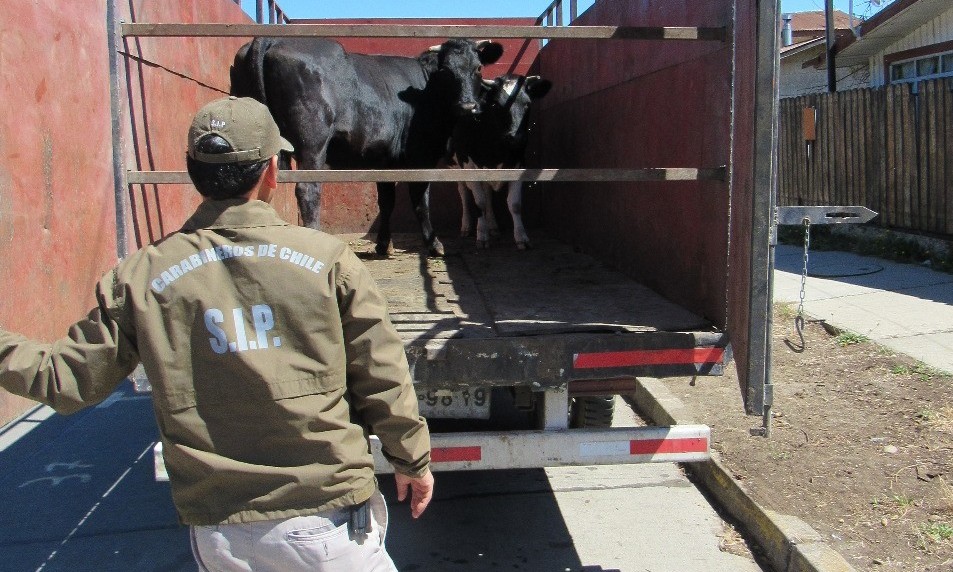 SIP Paillaco recuperó vacunos robados este martes en Puerto Nuevo