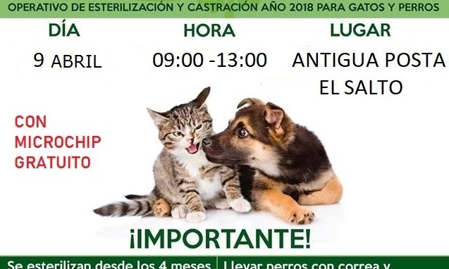 Confirman nuevas fechas para esterilizaciones e implantación de microchips en Los Lagos