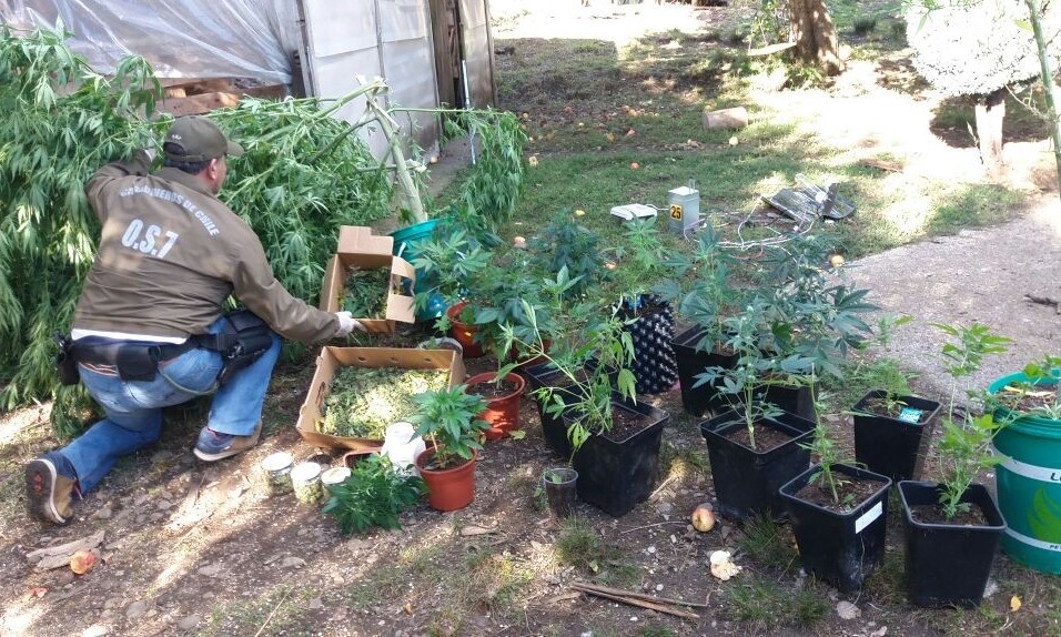 Carabineros incautó 17 plantas de marihuana en Los Lagos