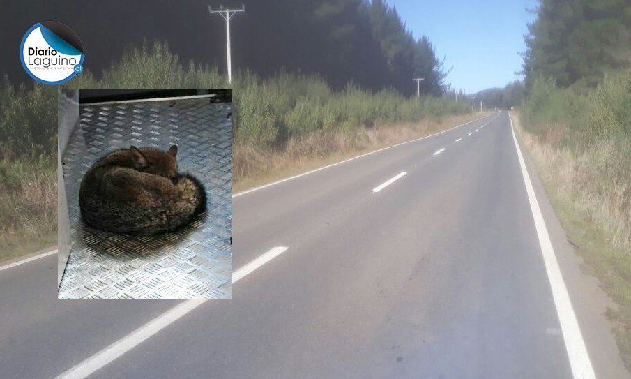 Carabineros de Los Lagos rescató pequeño zorro herido en ruta a Futrono