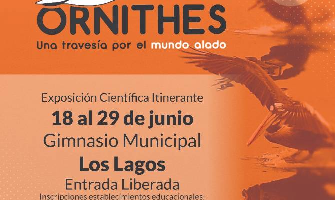 Los Lagos: Invitan a la comunidad educativa a exhibición científica de alas de aves 