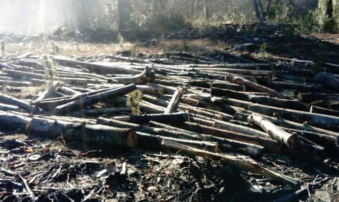 Dos sujetos fueron sorprendidos robando leña en fundo de Los Lagos