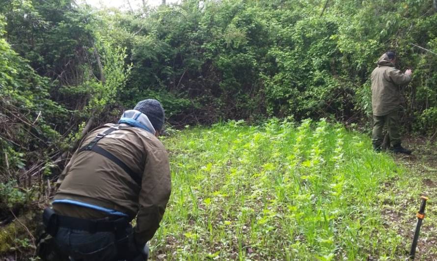 Carabineros realizó la mayor incautación de marihuana en lo que va del año en Los Ríos