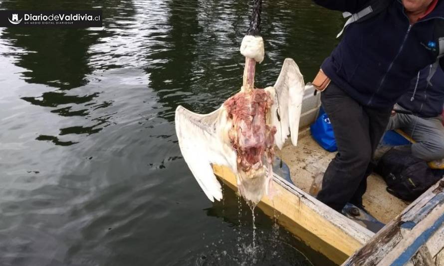 Boroschek advierte que no ha cesado muerte de cisnes y llama a no estigmatizar a lobos marinos 