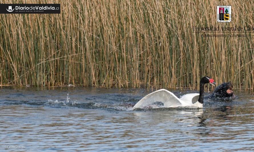 Preocupación por falta de solución a los ataques de lobos a cisnes de cuello negro