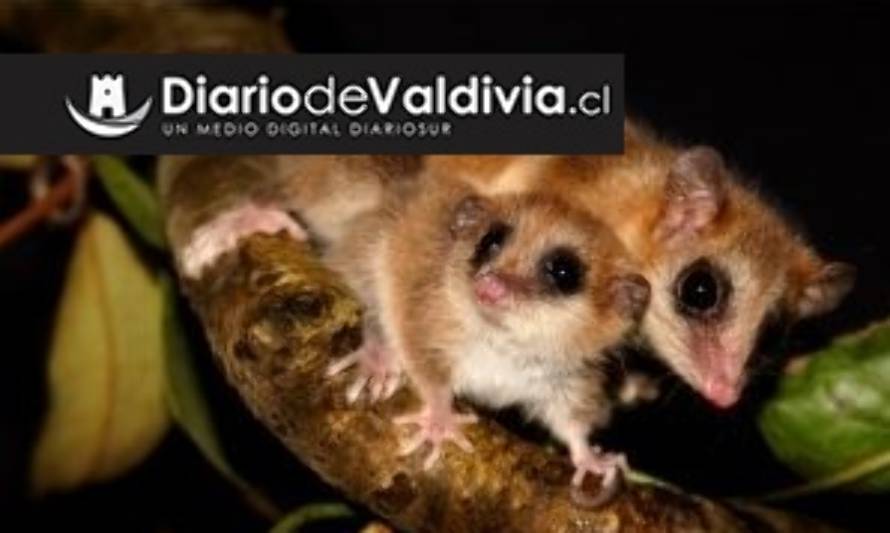 En Australia y Puerto Montt conocieron el último descubrimiento sobre el monito del monte