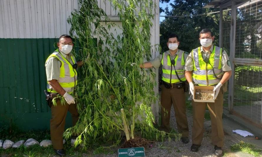 Un detenido tras quema ilegal que originó incendio de más de una hectárea en Panguipulli