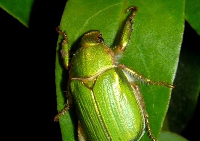 Como identificar un POLOLO VERDE macho.