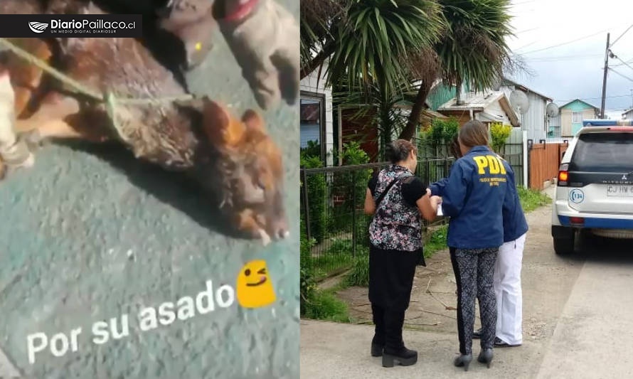 Diligencias en Paillaco por sujeto que se jactó de haber comido un pudú