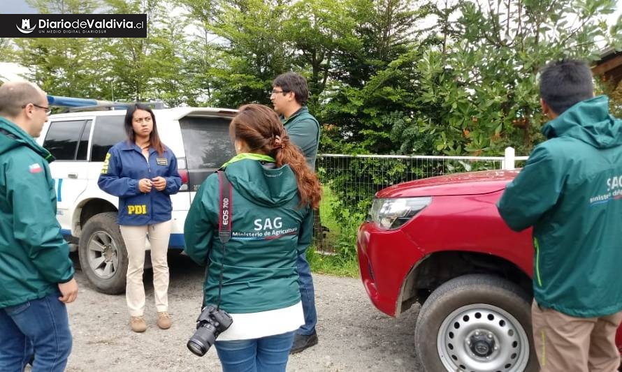 En Los Lagos siguen las pistas de sujeto que se habría comido un pudú