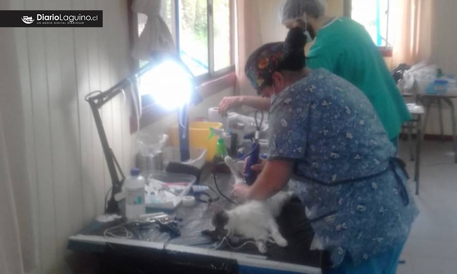 Programa “veterinario en tu comuna” visitó Santa Carla y Pellinada