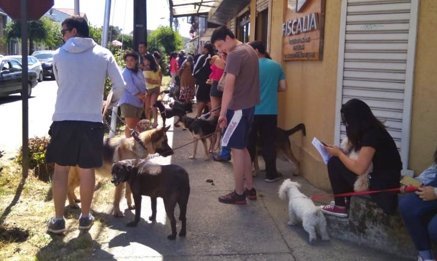 Registro de mascotas superó las mil 300 implantaciones en Los Lagos