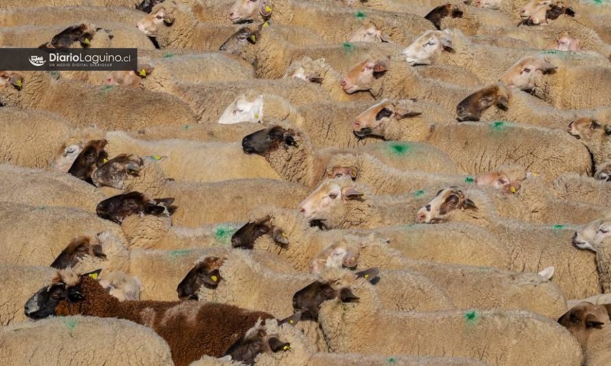 ​Proyecto piloto busca instalar planta faenadora ovina en Los Lagos