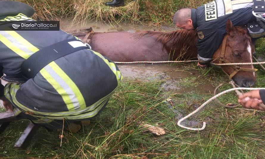 ¡Realmente chicos buenos! Bomberos rescataron yegua preñada que cayó a pozo en Paillaco