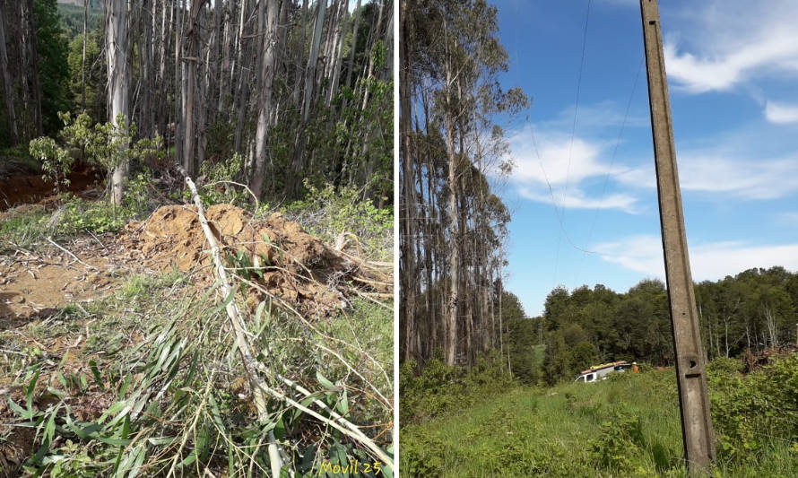 Tala de árboles de un particular provocó corte Socoepa en Máfil y Los Lagos