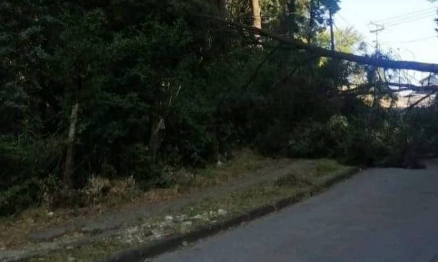 Caída de árbol causó suspensión de tránsito y corte de luz en Los Lagos