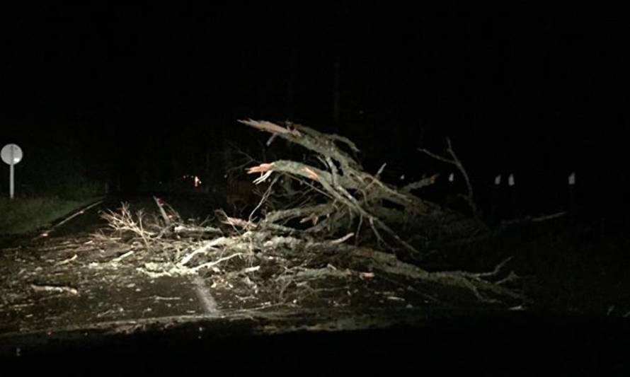 Se reporta caída de árbol camino a Los Lagos