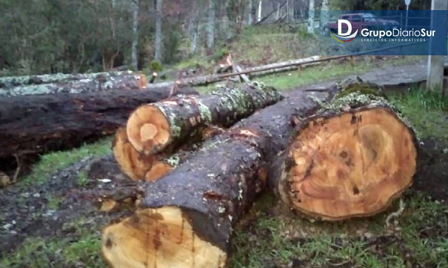 Divididas posiciones en Flor del Lago tras corte no autorizado de árboles