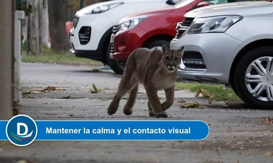 Jamás correr: ¿Qué hacer cara a cara con un puma?