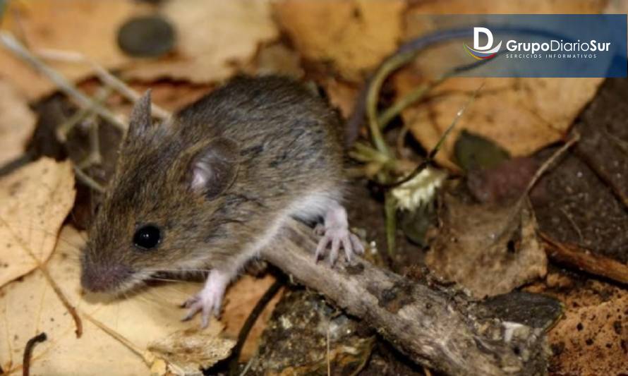 Confirman contagio de hantavirus en adolescente de Río Bueno