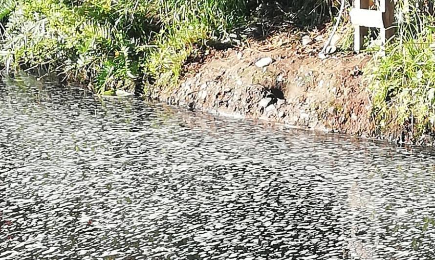 Solicitan plazos perentorios para análisis por contaminación en Los Lagos