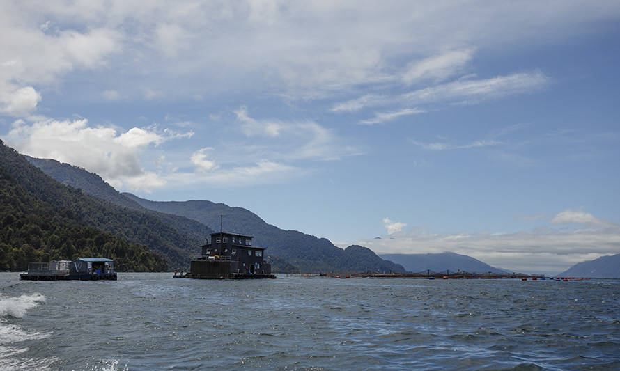 Organizaciones piden "salida" de salmoneras desde fiordos patagónicos, ante nuevos episodios de mortalidades masivas