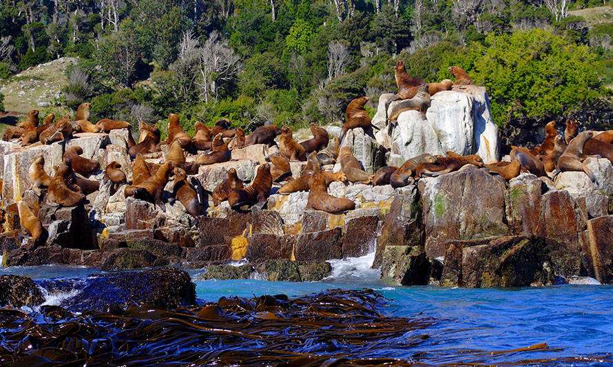 Dondelaviste?: la app colaborativa para compartir avistamientos de fauna marina en Chile