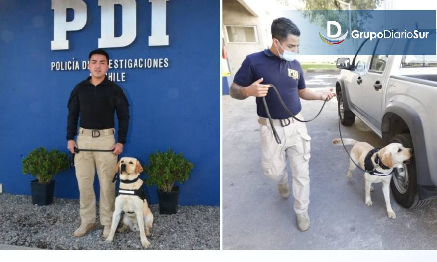 Nuevo ejemplar canino para trabajo policial en la PDI Los Ríos