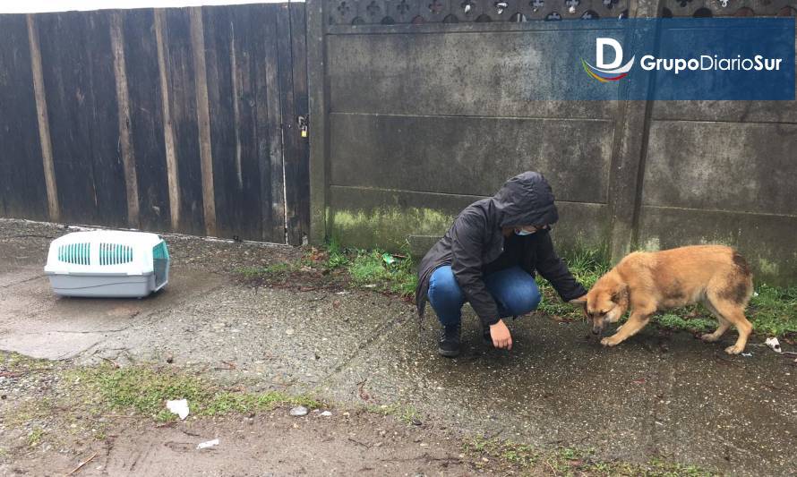 Preocupación por fuerte aumento de perros atropellados en Los Lagos