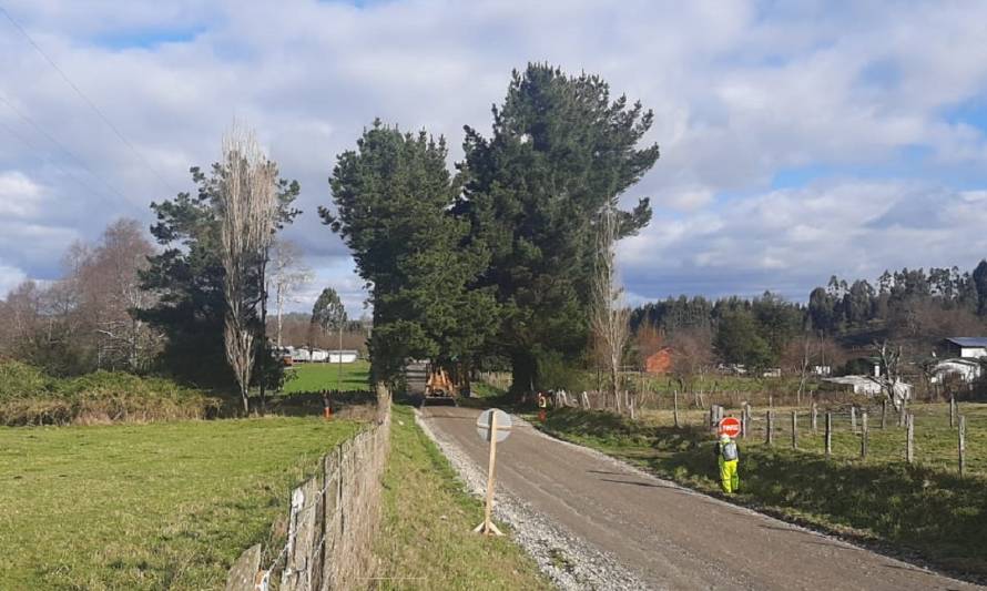 Falla en líneas de Socoepa por tala de árboles en ruta