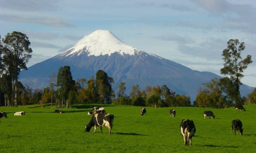 El 82,4% de la recepción nacional de leche se concentra en las regiones de Los Lagos y Los Ríos  