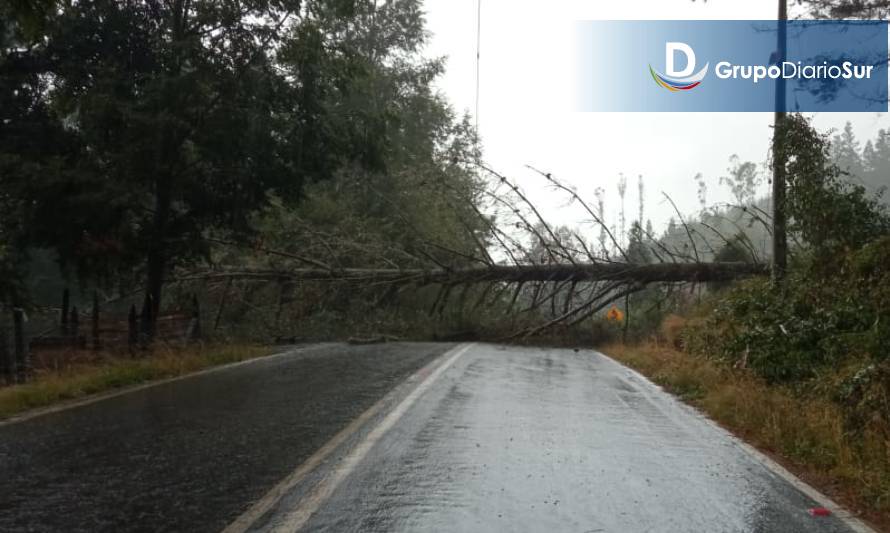 Corte de luz en sector de Los Lagos por árbol caído en la ruta